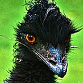 Australian Emu