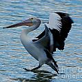 Pelican Landing