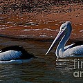 Australian Pelicans