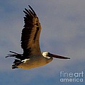Pelican in flight