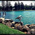 Pelicans at Kiama